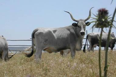Fattoria la Capitana