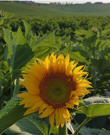 B&B Isa and Apartments