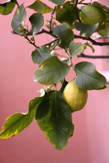 Affittacamere Ciccio e Pinolo