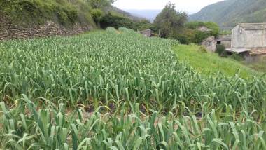 Azienda Agrituristica Villa Arianna