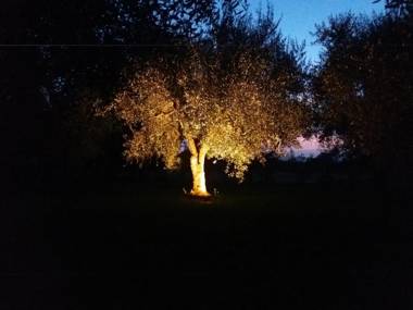 Appartamenti Gli Ulivi Di Maremma