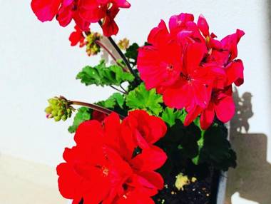 Dei del Mare Extra Luxury