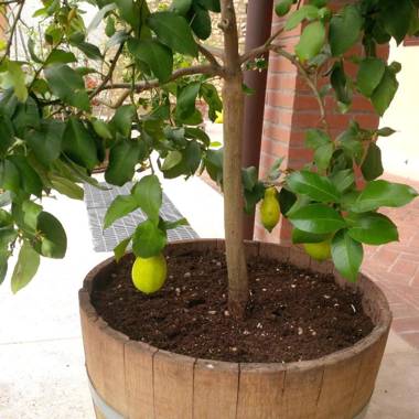 Agriturismo Valentina Cubi