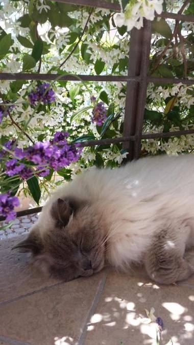 B&B L'Ulivo Fiumicino