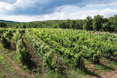 Cardo Boutique&Wine Resort