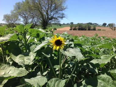 VILLA Fattoria Le Giare Agriturismo