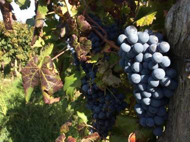 Alloggio Agrituristico CORTE SAN BIAGIO