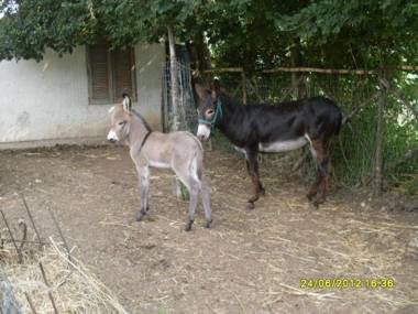U' Cecere Agriturismo
