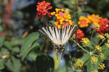 Residence e B&B Villamirella