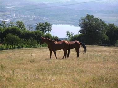 Agriturismo Podere La Fornace