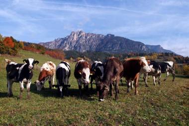 Agritur Maso Chemela