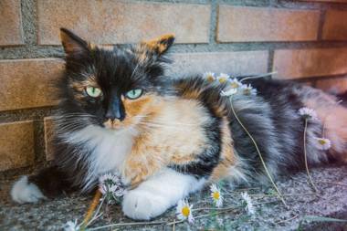 Affittacamere Le Petit Palais