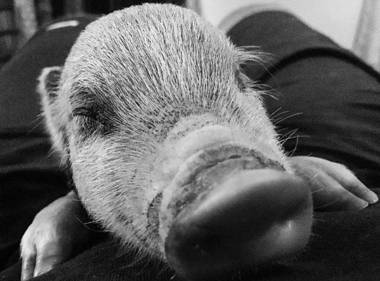 Agriturismo Quattro Pini