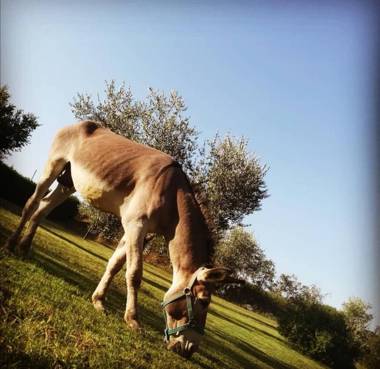 Agriturismo grecinella