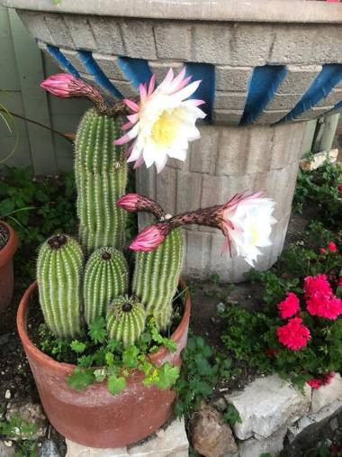 On Holiday Between Sky And Sea geco Di Campiglia pet friendly