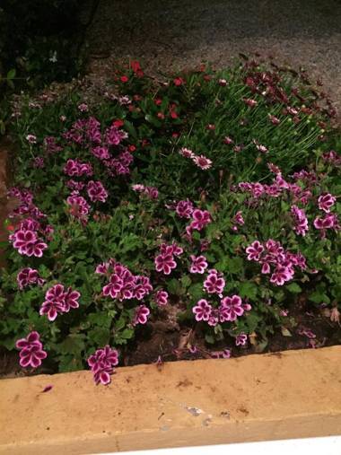 On Holiday Between Sky And Sea geco Di Campiglia pet friendly