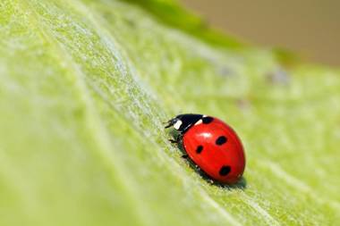 Agriturismo Belvedere Di Pierini E Brugi