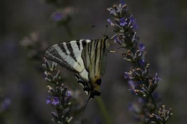 Agriturismo il Vagabondo