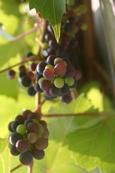 Biogasthaus Plonerhof