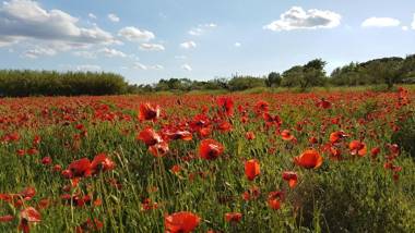 La Colombaia Nel Castello