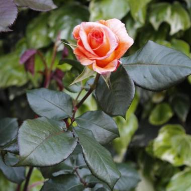 P&B Acasamia Pleasure and Breakfast