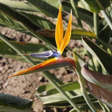 P&B Acasamia Pleasure and Breakfast