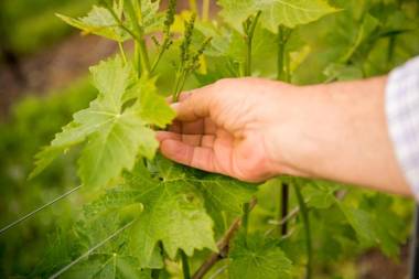 Agriturismo La Rocca