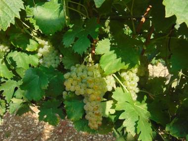 Agriturismo Circugnano