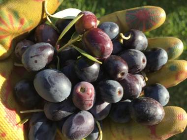 Agriturismo Tenuta La Fratta