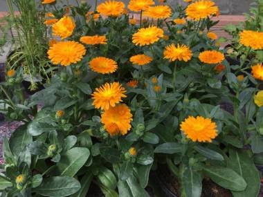 Agriturismo BioMatto