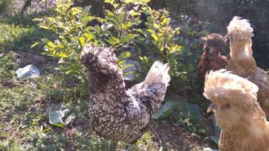 B&B Il Suono del Bosco