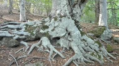 Thalassa Locanda B&B e appartamento