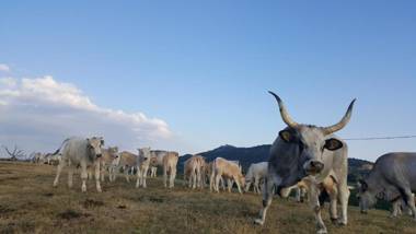 Agriturismo Bio I Rondinelli