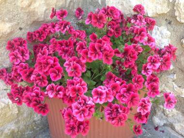 Agriturismo Podere Luchiano