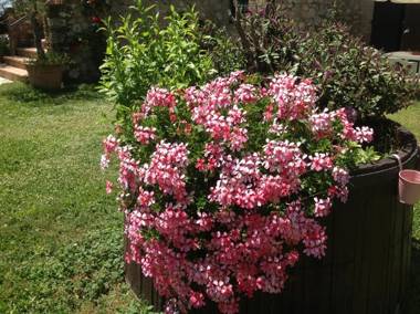 Agriturismo Podere Luchiano