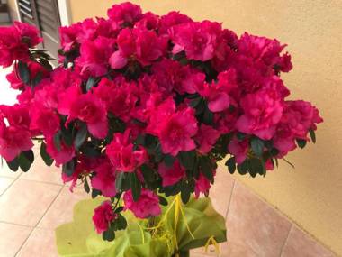 Adriana casa vacanze One Bedroom Apartment