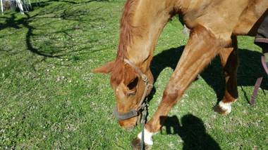 Villa Mainardi Agriturismo