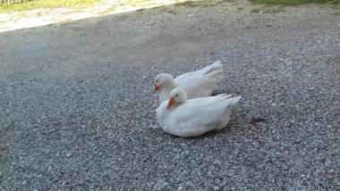 Alloggio Agrituristico Conte Ottelio