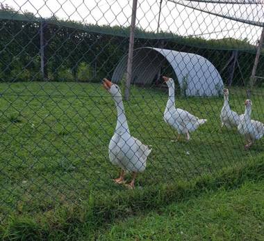 Agriturismo Frascje Dai Spadons