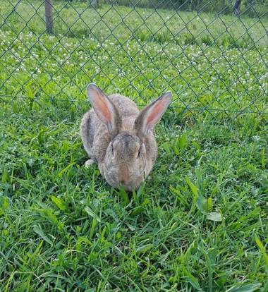 Agriturismo Frascje Dai Spadons