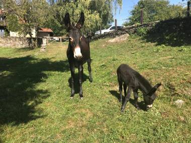 Il Ciliegio Selvatico