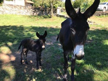 Il Ciliegio Selvatico