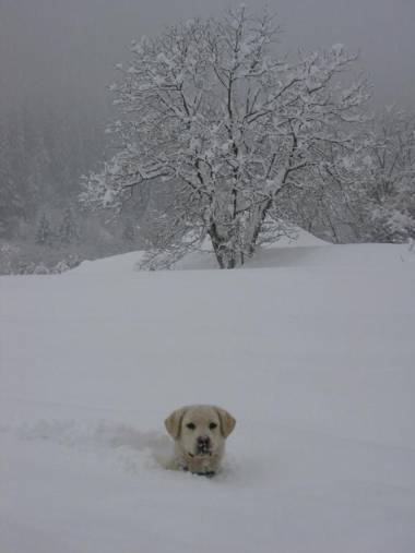 La Casa della Coccinella