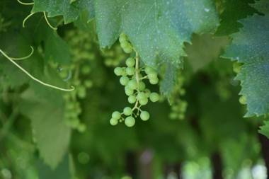 Villa Faccioli Deodara With Shared Pool