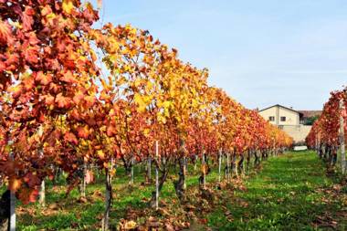 Amalia Cascina in Langa