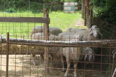 SOCIETA' AGRICOLA LAMBURE SRL