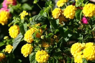 Résidence Villa Smeralda