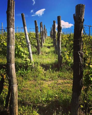 Agriturismo Poderi Zunino