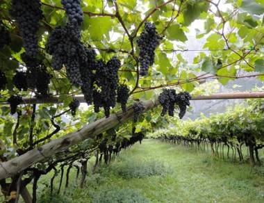 Antico Fienile Agritur