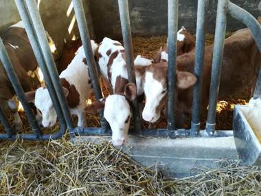 Agriturismo Torrevecchia